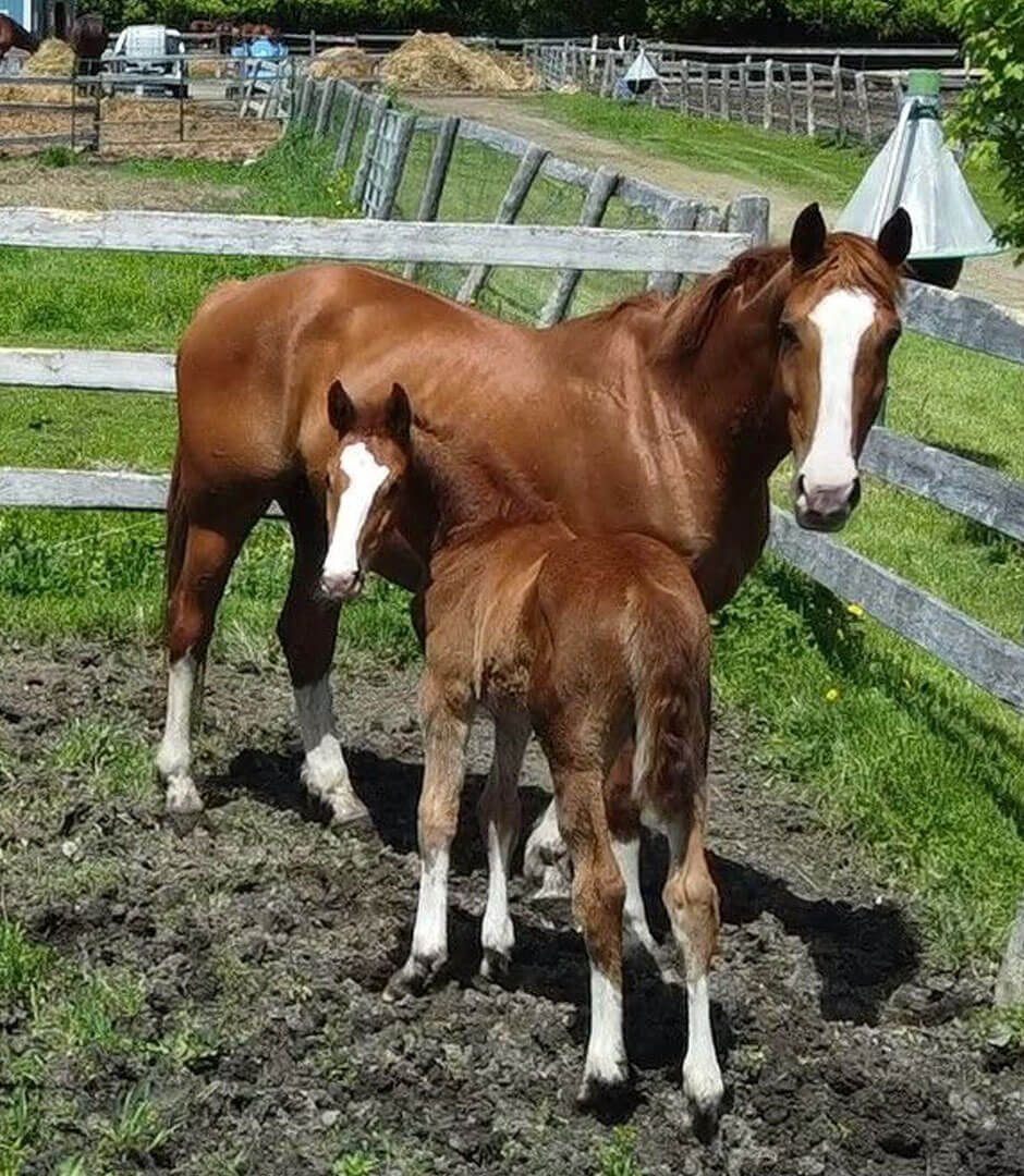 Mare With Foal